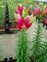 [1710 Douro Mak No02.JPG]